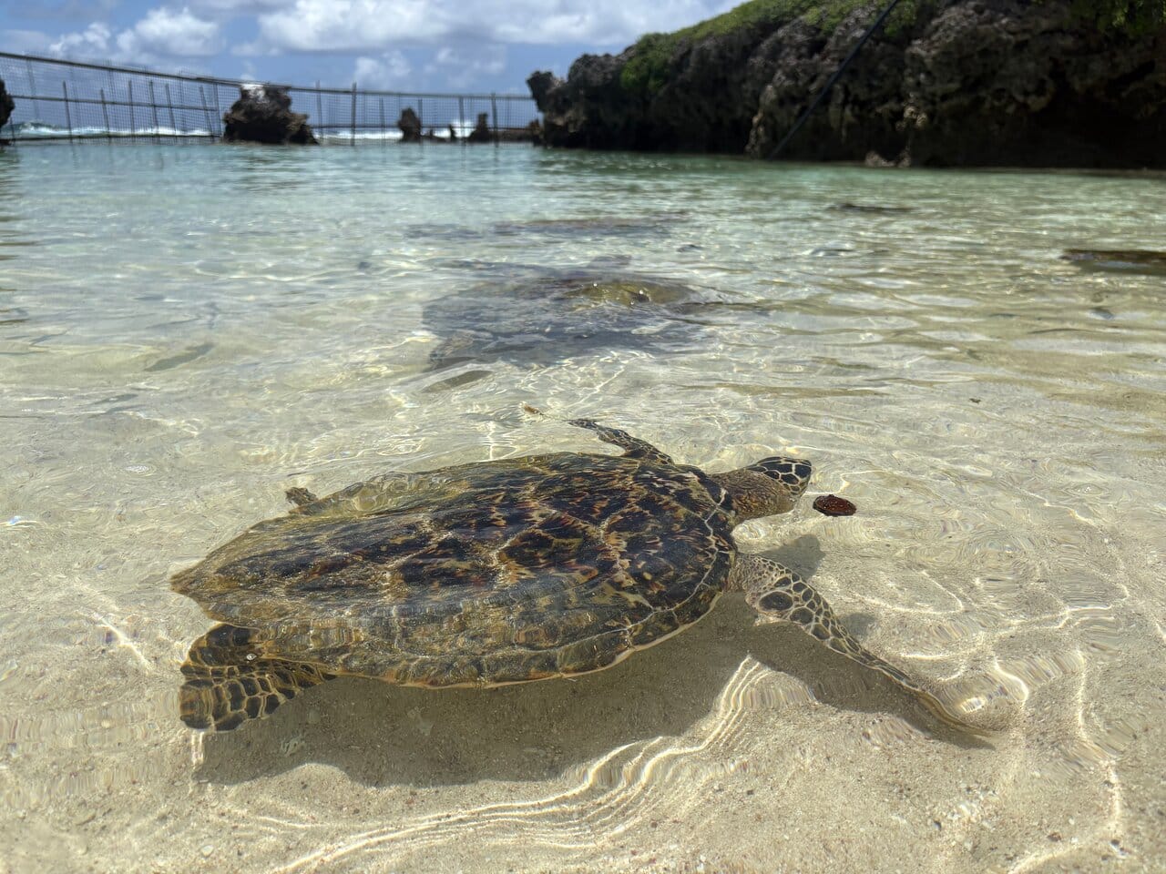 A sea turtle rests and swims in shallow, transparent seawater near a sandy bottom, with sunlight reflecting through the water and rocky form