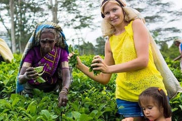 Nuwara Eliya Day Tour with Tea Factory and Botanical Gardens