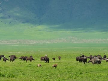 Ngorongoro park with a view of buffallo