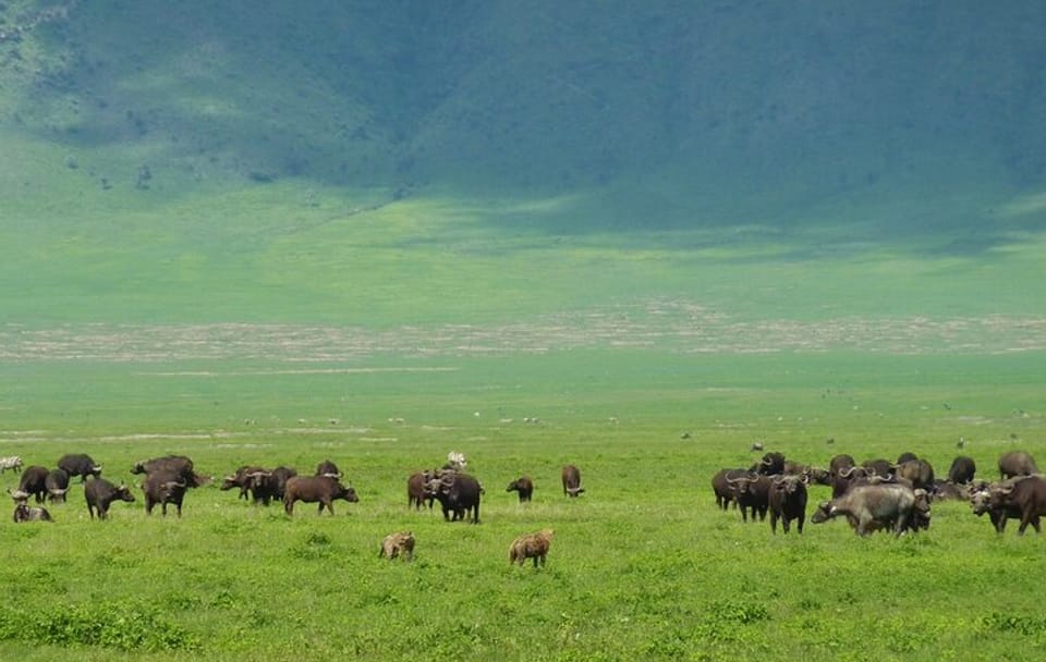 Game Drive Tour to Ngorongoro Crater from Arusha