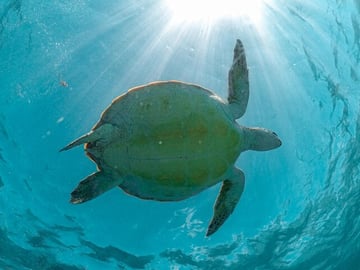 Half-day Tour Sea Turtles Encounter in Akumal Bay