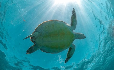 Half-day Tour Sea Turtles Encounter in Akumal Bay