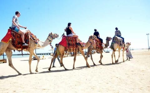 Horseback Riding Tour in Hurghada: Sea and Desert Adventure