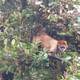 Spider Monkey Monteverde Cloud Forest tour