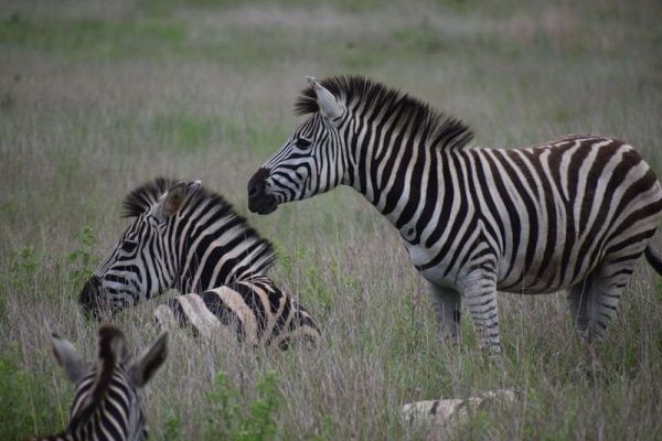 Zebras roam the open grasslands: an iconic South African safari moment.