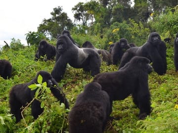 10 DAYS 9 NIGHTS UGANDA SAFARI
