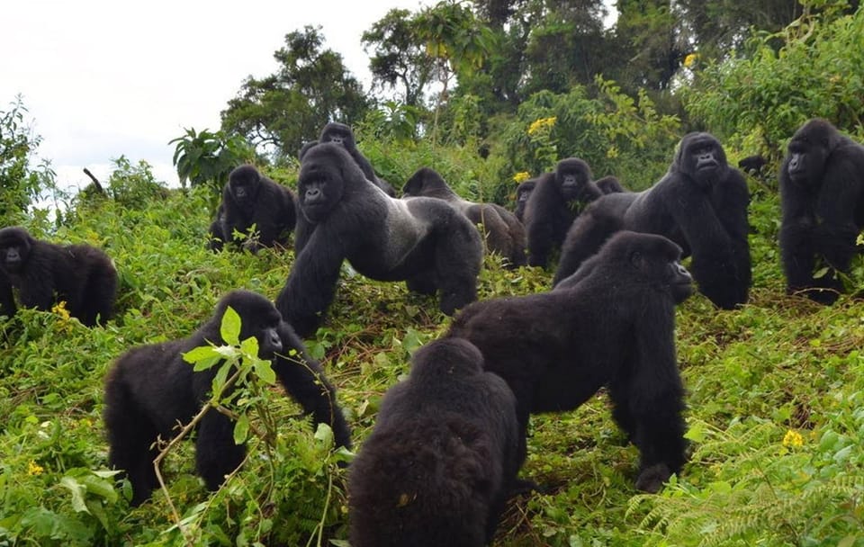 10 DAYS 9 NIGHTS UGANDA SAFARI