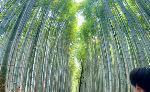 Kyoto Private Tour: Explore Top Temples, Shrines & Culture