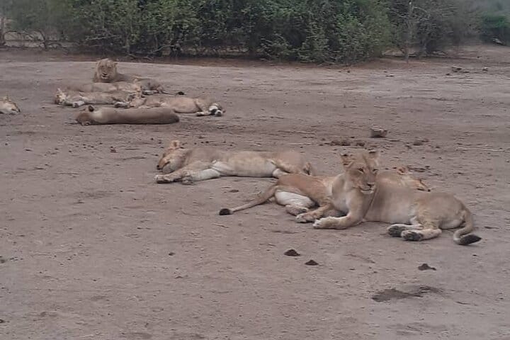 Full Day Chobe Safari - From Victoria Falls