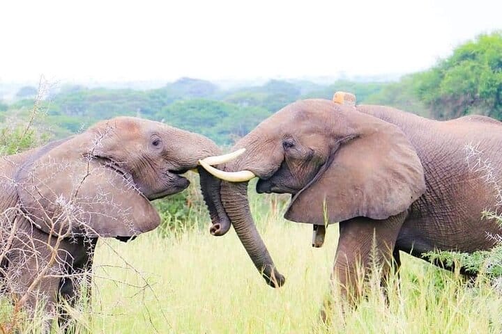 3 Days Queen Elizabeth Wildlife Safari