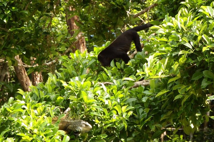 Se ve una iguana verde y un mono aullador negro durante el recorrido por la vida silvestre del lago Gatún