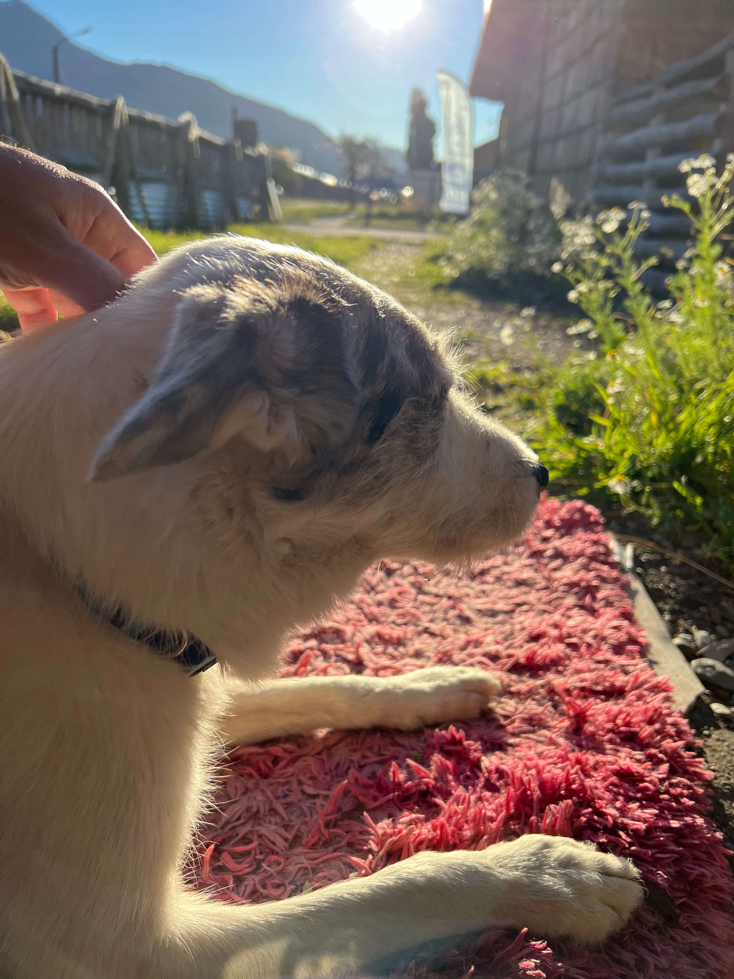 Pascua: Si tienes suerte, la mejor anfitriona de Villa O'Higgins te acompañará todo el trayecto hasta el Fin de la Carretera Austral