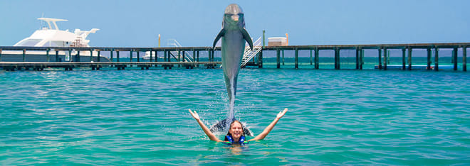 Dolphin Explorer - Explorer 8