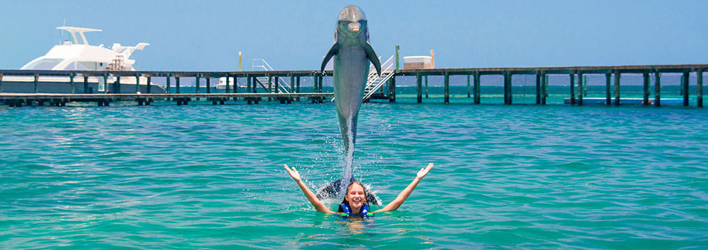 Dolphin Explorer - Explorer 8