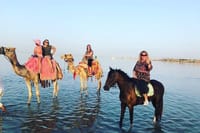Swimming By Horse in Red Sea, Horse Riding Sea &amp; Desert-Hurghada