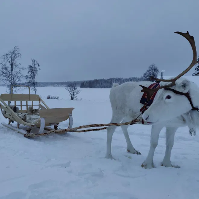 Private Reindeer Herder Day Experience, Rovaniemi, Lapland, Finland