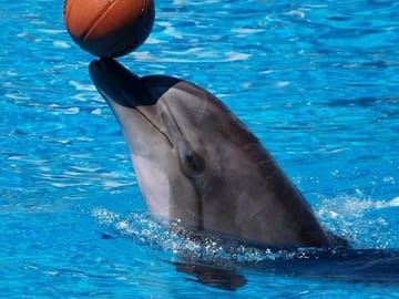 Dolphin World Tour in Agadir from Taghazoute