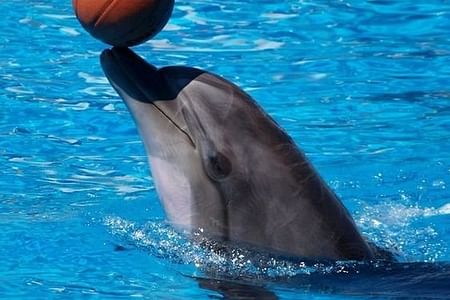 Dolphin World Adventure in Agadir: Unforgettable Marine Encounters