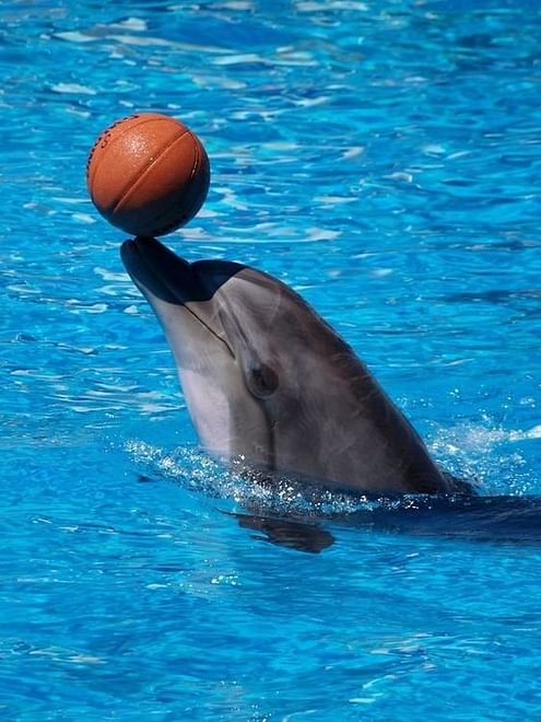 Dolphin World Agadir