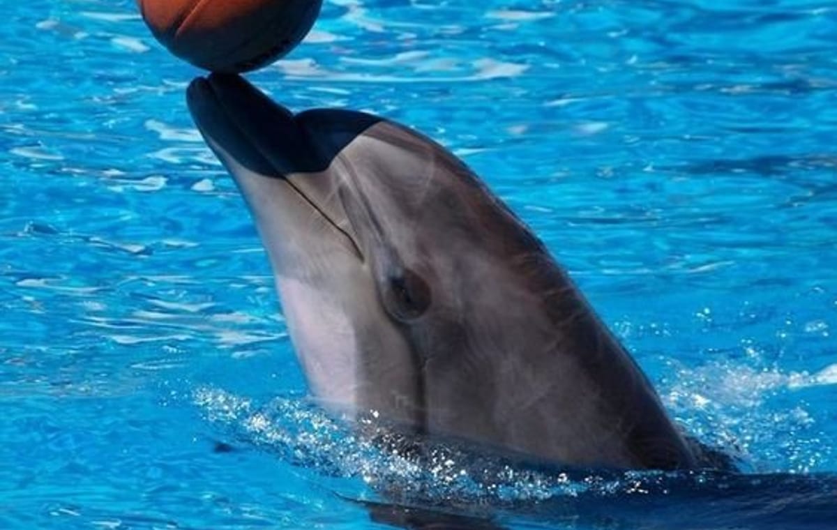 Dolphin World Agadir from Taghazoute