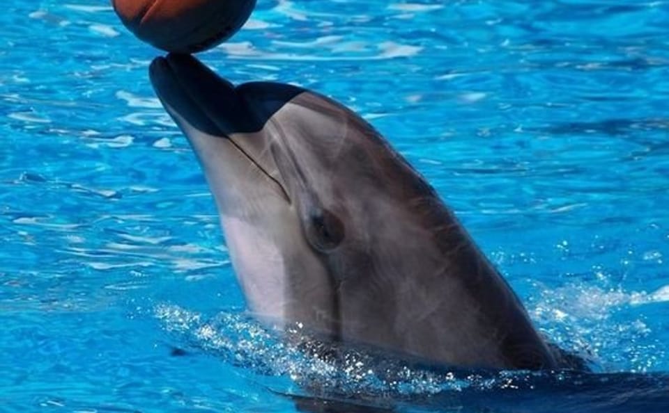 Dolphin World Tour in Agadir from Taghazoute
