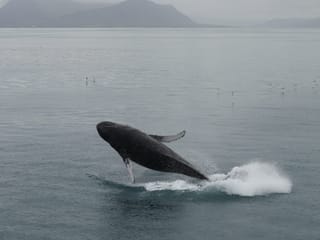 Best Value Whale Watching tour from Reykjavik, photo 9