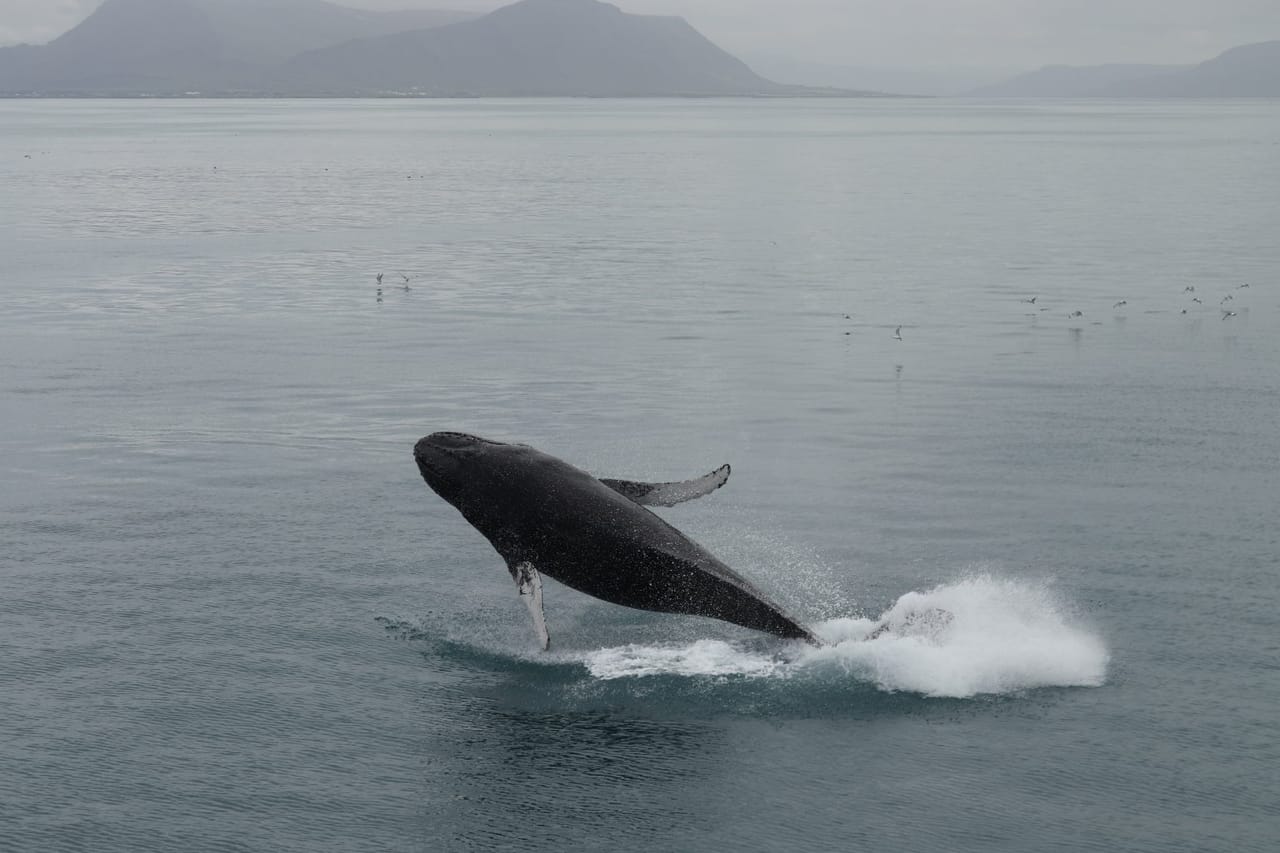 Best Value Whale Watching Tour from Reykjavik	 8