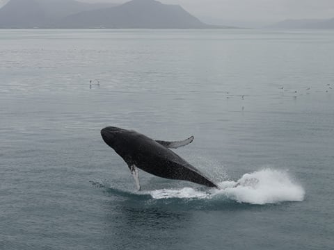 Best Value Whale Watching tour from Reykjavik, photo 9