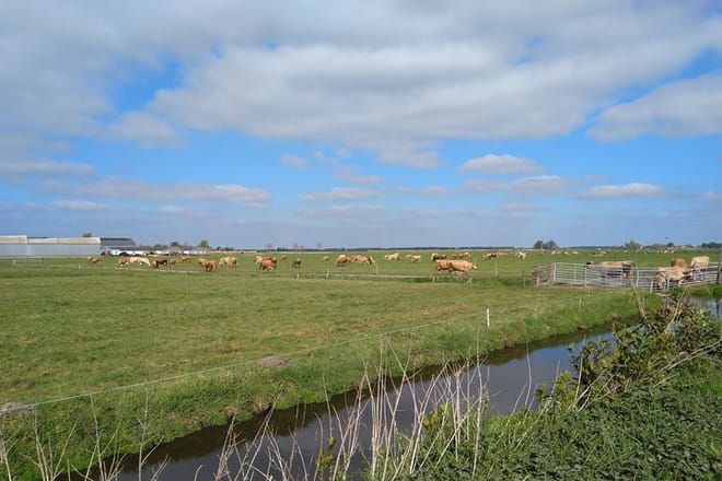 Giethoorn and Enclosing Dike Private Day Tour from Amsterdam 7