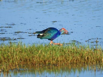 One Day Safari Experience at Bundala National Park from Colombo