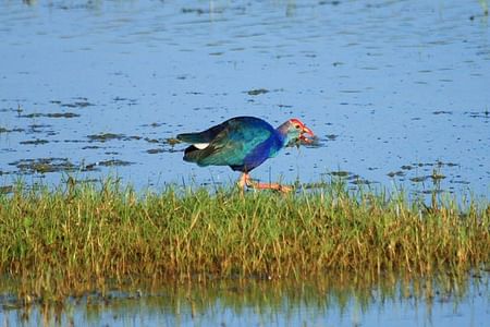 Safari Adventure at Bundala National Park from Colombo