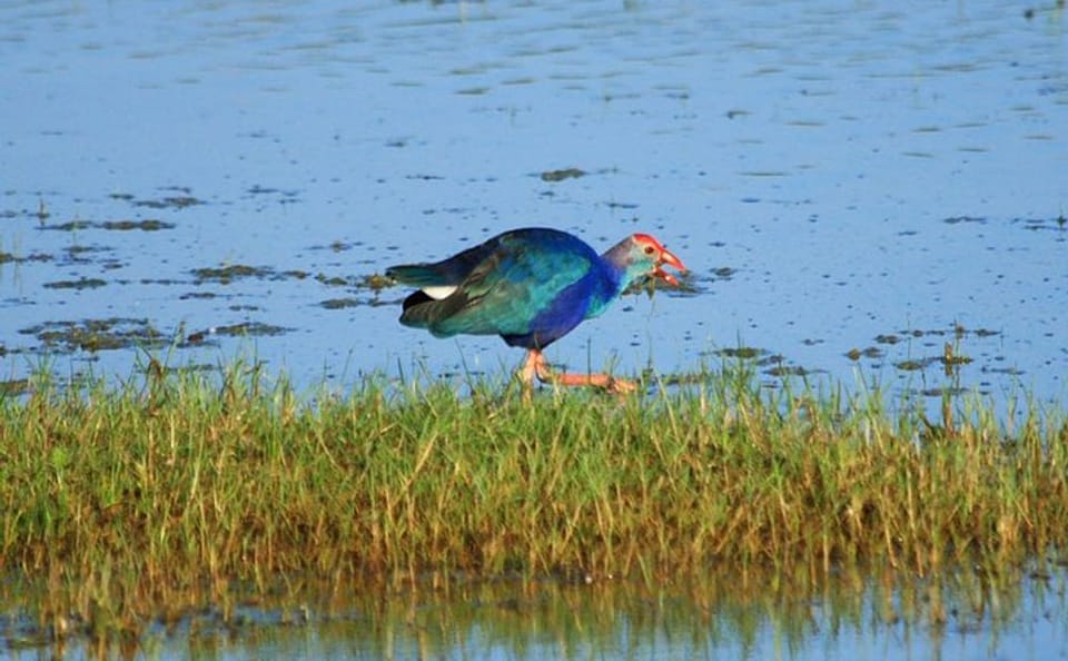 One Day Safari Experience at Bundala National Park from Colombo
