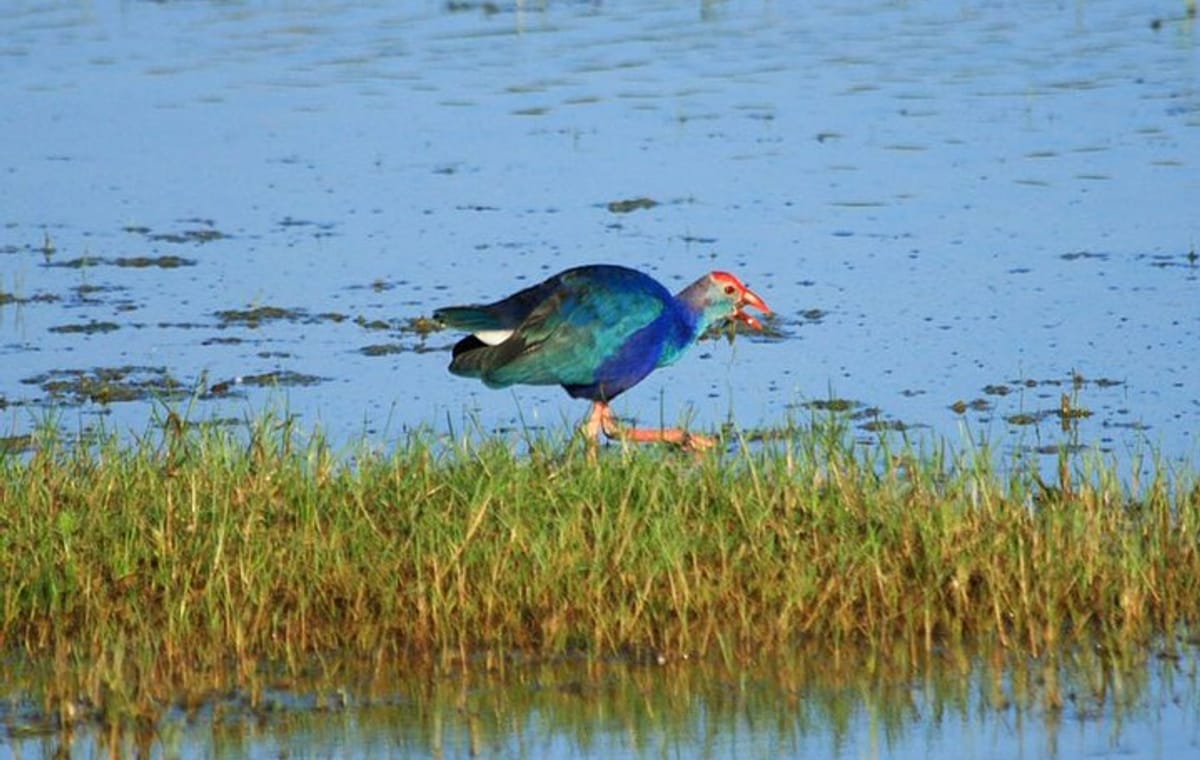 One Day Safari Tour to Bundala National Park from Colombo