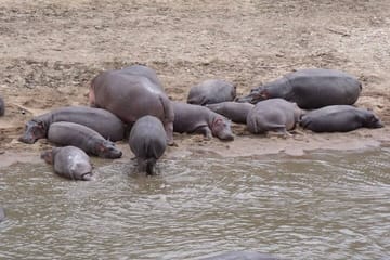 7-Day Group to Maasai Mara, Lake Naivasha, Amboseli from Nairobi