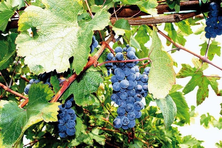 Full Day Small Group Pompeii Tour from Sorrento with Local Wine Tasting