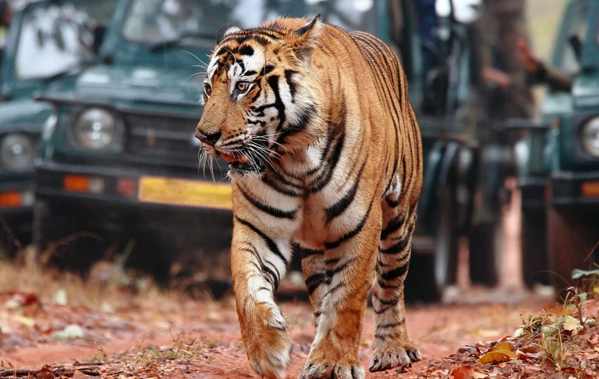 8-Days Golden triangle with Ranthambore & Pushkar from Delhi