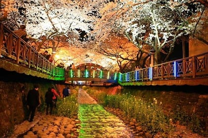 Spring 6 days Cherry Blossom Jeju&Busan&Jinhae&Gyeongju on 31 Mar to 10 Apr