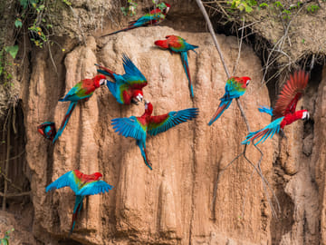 Three-Day Amazon Wildlife Tour from Cusco to Pillcopata