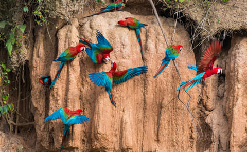 Three-Day Amazon Wildlife Tour from Cusco to Pillcopata