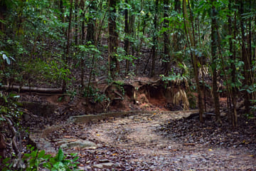 Bird watching & trekking in Udawatta Kele Sanctuary