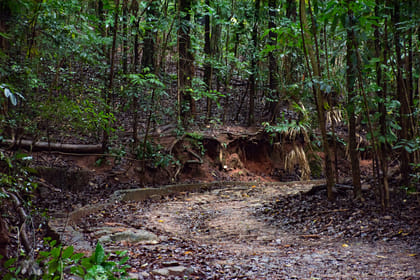Bird watching & trekking in Udawatta Kele Sanctuary