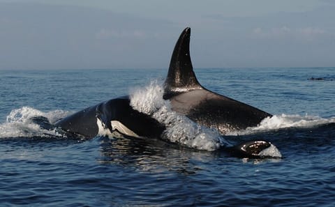 Vancouver Whale Watching and City Exploration Tour