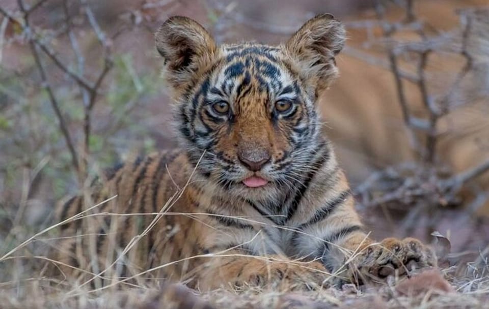 Private Luxury Golden Triangle Tour with Ranthambore Adventure