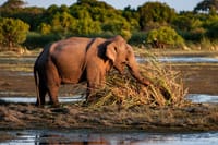 Kumana National Park Full Day Safari from Arugam Bay 5