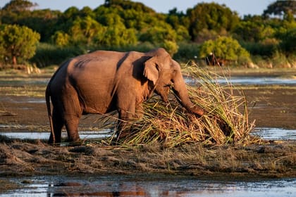 Kumana National Park Full Day Safari from Arugam Bay