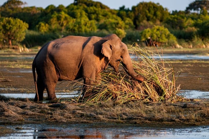 Kumana National Park Full Day Safari from Arugam Bay 5