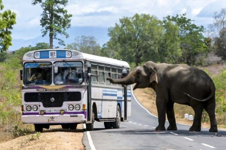 Elephant Pass