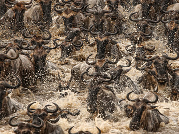 The Ultimate Serengeti and Zanzibar
