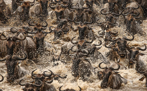 The Ultimate Serengeti and Zanzibar