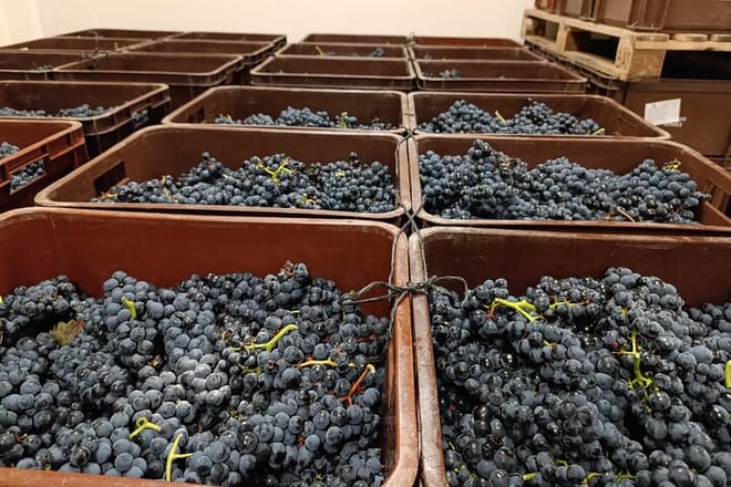 Rioja Day Tour: Explore Three Wineries with Tastings - Photo 15